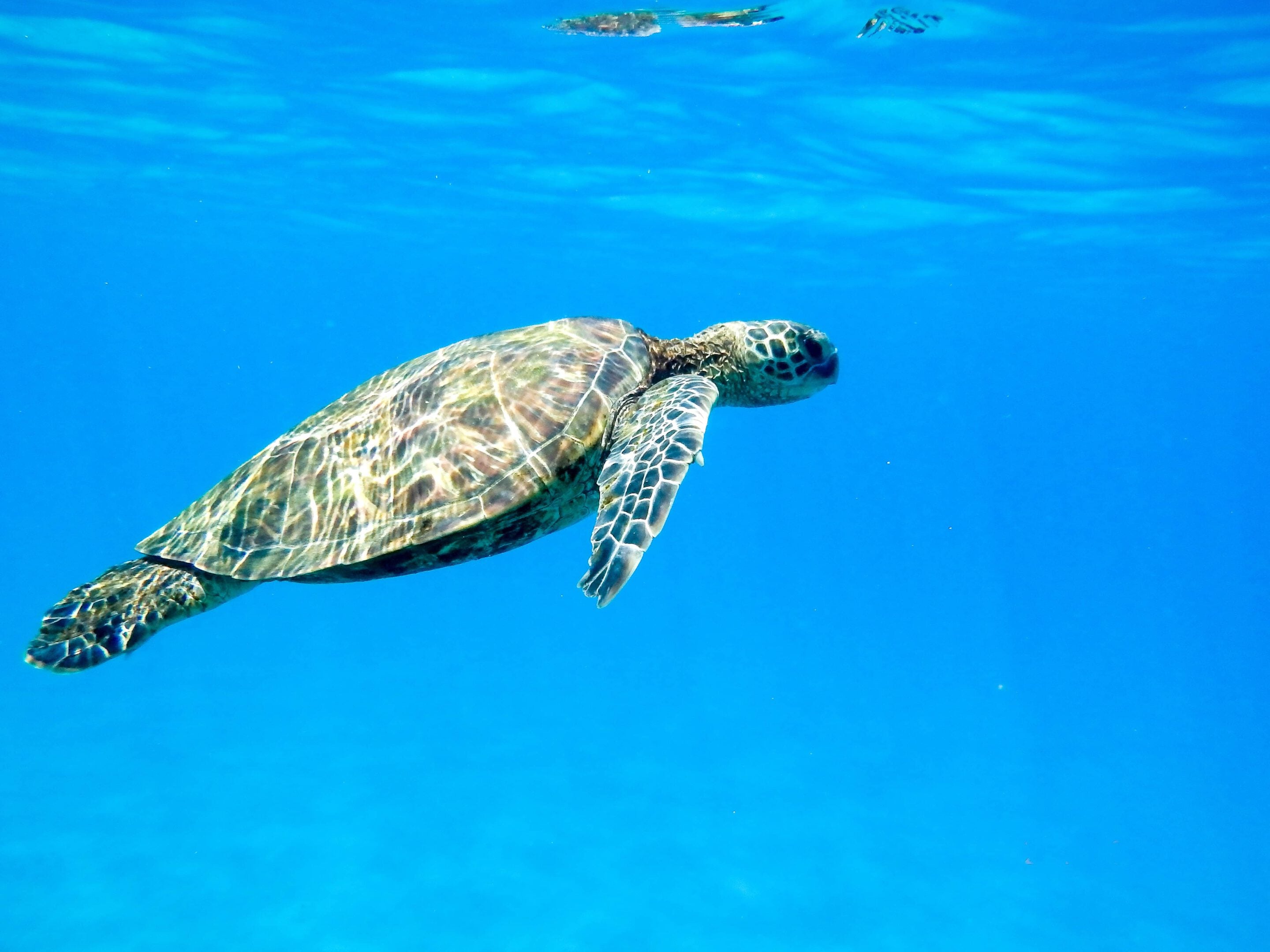 La photo montre une tortue marine nageant dans l'eau claire et bleue. La tortue est vue de côté, se déplaçant vers le haut à gauche de l'image. Elle a une carapace mouchetée de motifs bruns et verts et des nageoires qui semblent douces et souples. L'eau est d'un bleu profond et paisible, ce qui crée un contraste naturel avec la tortue.